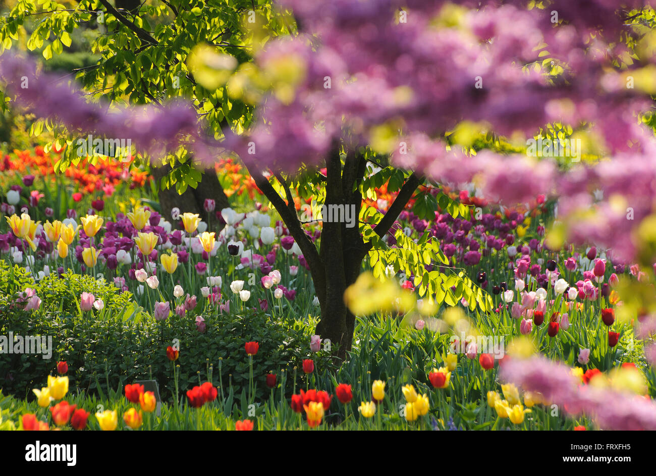 Spring flowers in the garden, Hermannshof, Weinheim, Baden-Wuerttemberg, Germany, Europe Stock Photo
