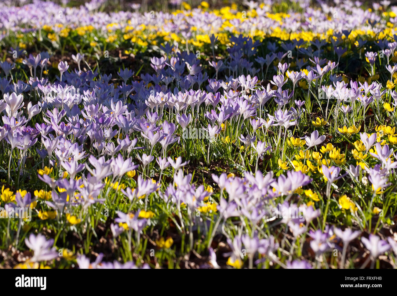 Snow Crocuses and winter aconites, Crocus tommasinianus, Eranthis, Germany, Europe Stock Photo
