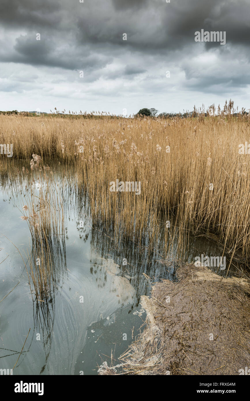 Salt water reed bed on a cloudy morning Stock Photo