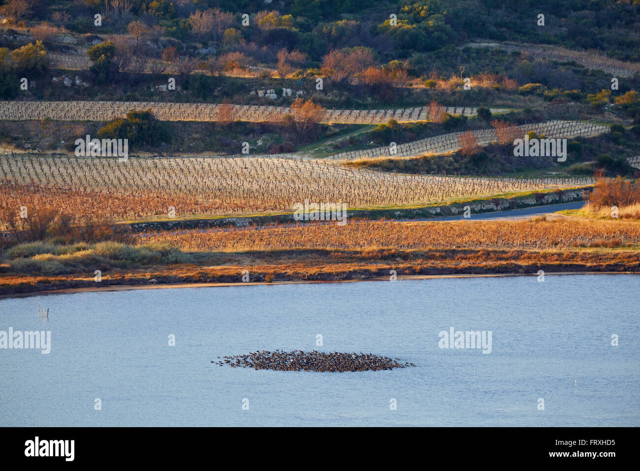 Etang de bages et de sigean hires stock photography and images Alamy Etang de bages et de sigean hires stock photography and images Alamy