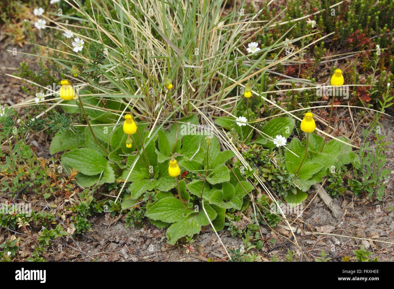 Calceolaria biflora, flower near El Chalten, Los Glaciares National Park , Patagonien, Chile Stock Photo