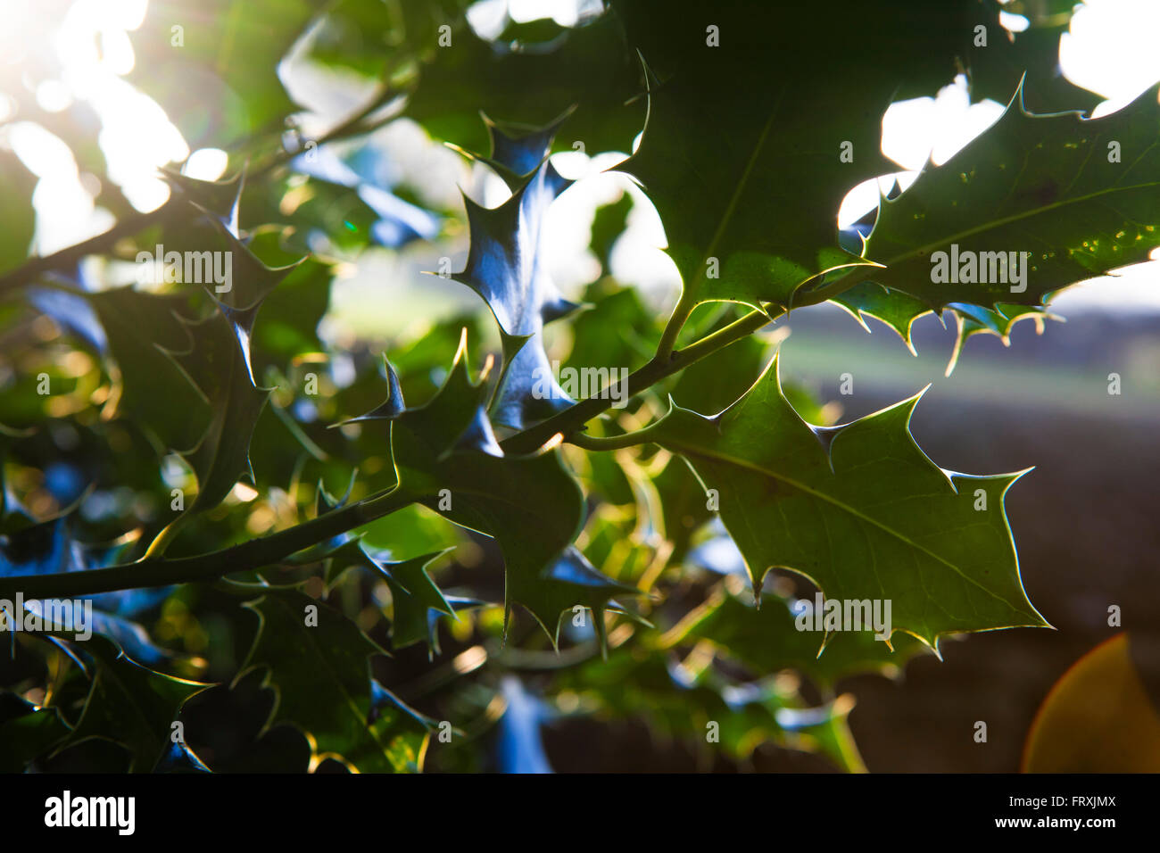 Holly leaves lit by the setting sun show their yellow edges and spikes. Stock Photo