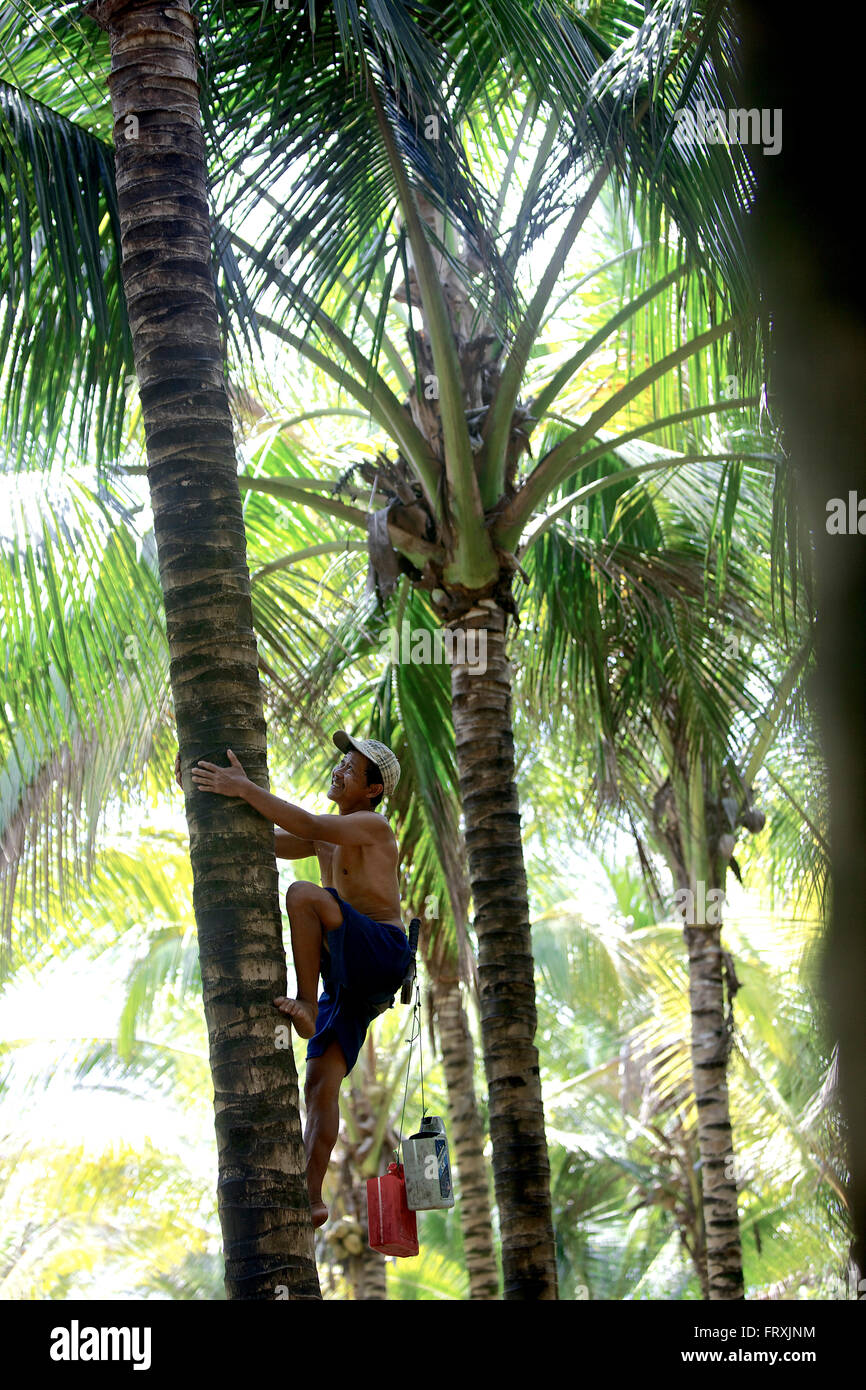 Man climbing a palm tree, Denpasar, Bali, Indonesia Stock Photo - Alamy