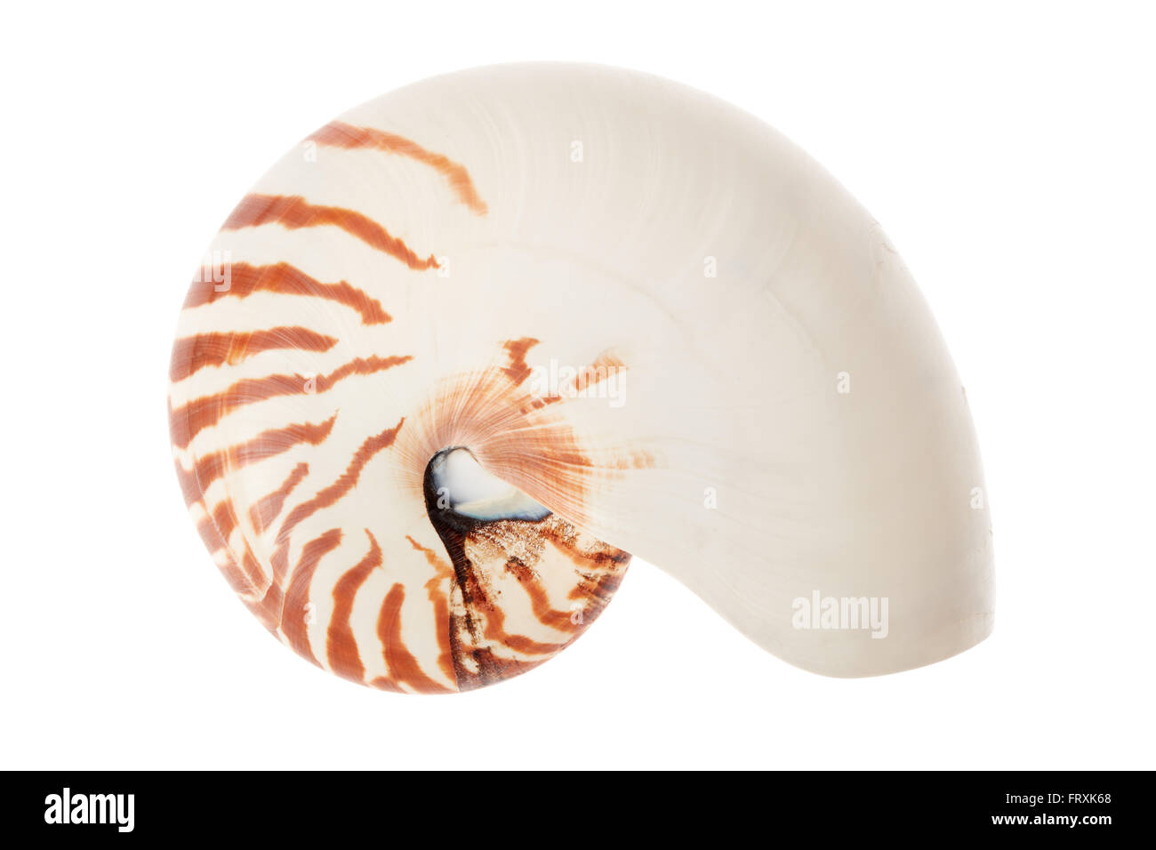 Nautilus shell on white, clipping path Stock Photo