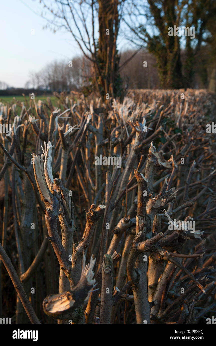A country hedge just after it has been cut by farm machinery shwoing the roughly sawn or broken tops of the branches adn twigs that make up the field liner. Stock Photo