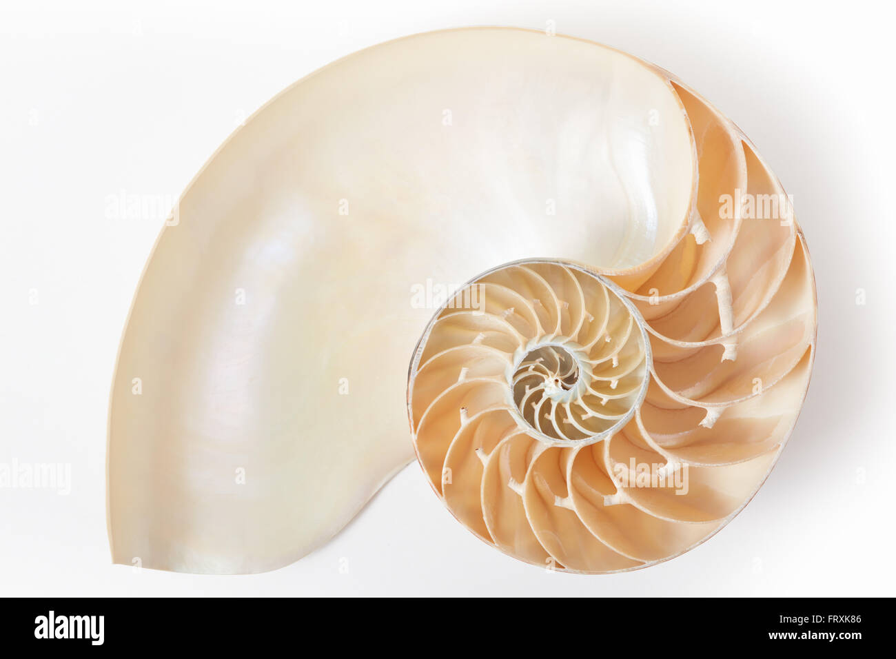 Nautilus shell section on white with soft shadow, clipping path included Stock Photo