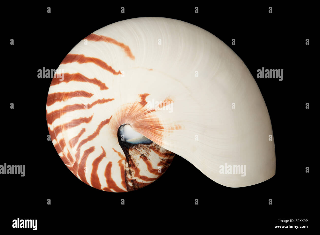 Nautilus shell on black background, clipping path Stock Photo