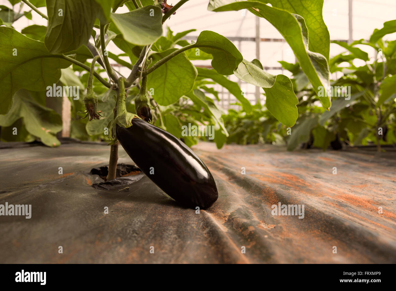 Eggplant growing in greenhouse Stock Photo Alamy