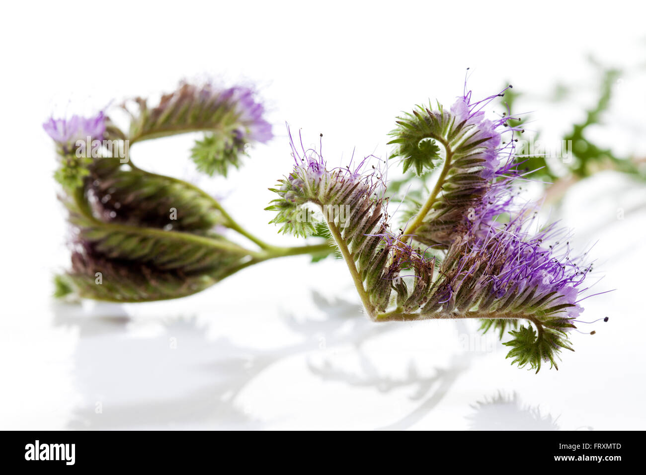 Lacy Phacelia in front of white background, close-up Stock Photo