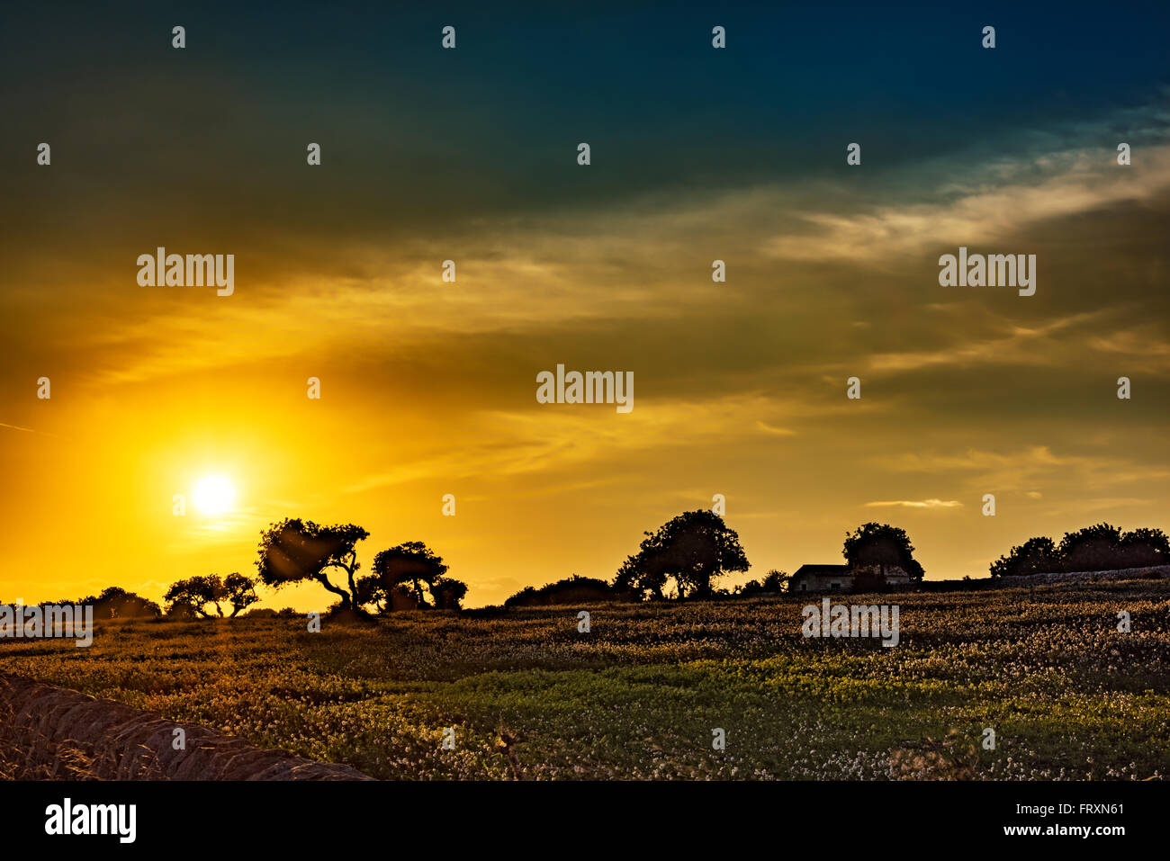 Sicily, carob trees at sunset Stock Photo Alamy