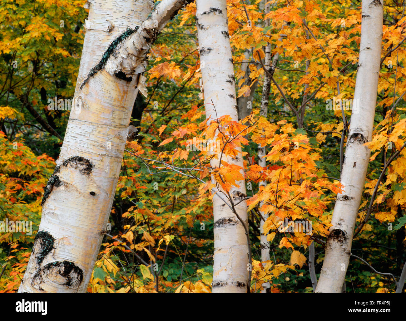 American White Birch Tree Trunks And Leaves In Autumn, New Hampshire