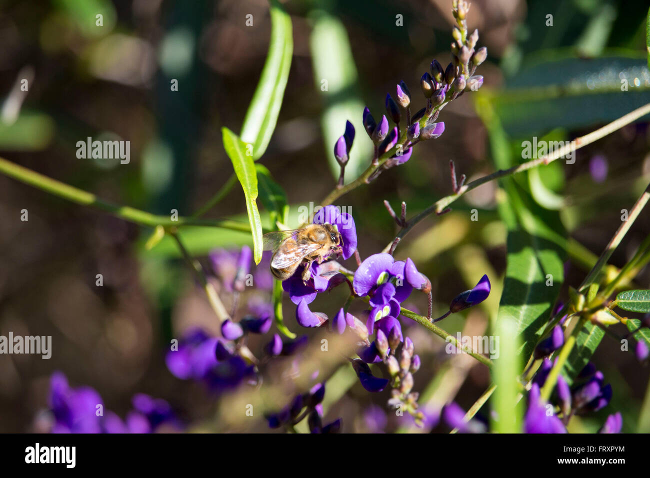 Honey bee on West Australian wildflower Hardenbergia Violaceae blooming in Big Swamp wetlands