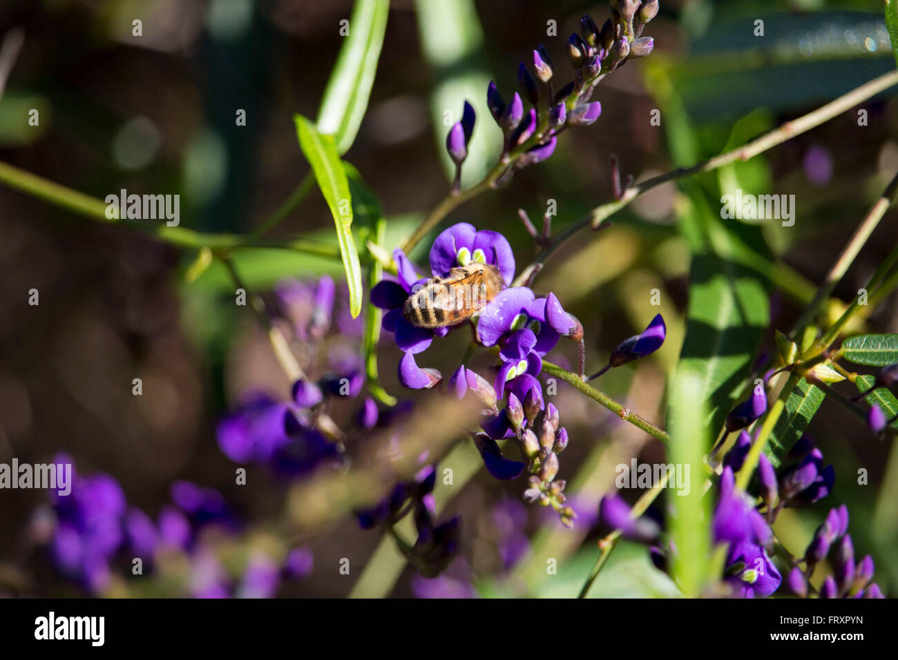 Honey bee on  West Australian wildflower Hardenbergia Violaceae blooming in Big Swamp wetlands  Bunbury Western Australia. Stock Photo