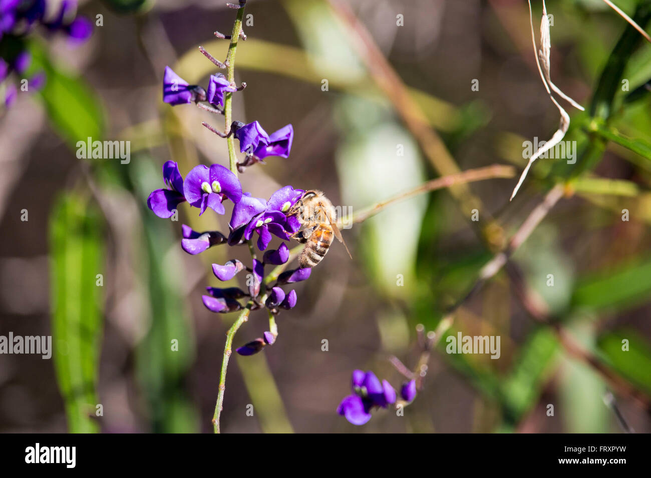 Honey bee on  West Australian wildflower Hardenbergia Violaceae blooming in Big Swamp wetlands  Bunbury Western Australia. Stock Photo