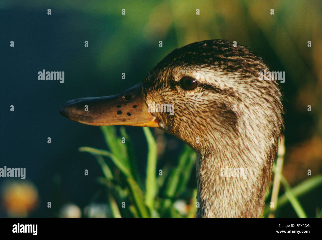 Head of a Female Mallard Duck Stock Photo