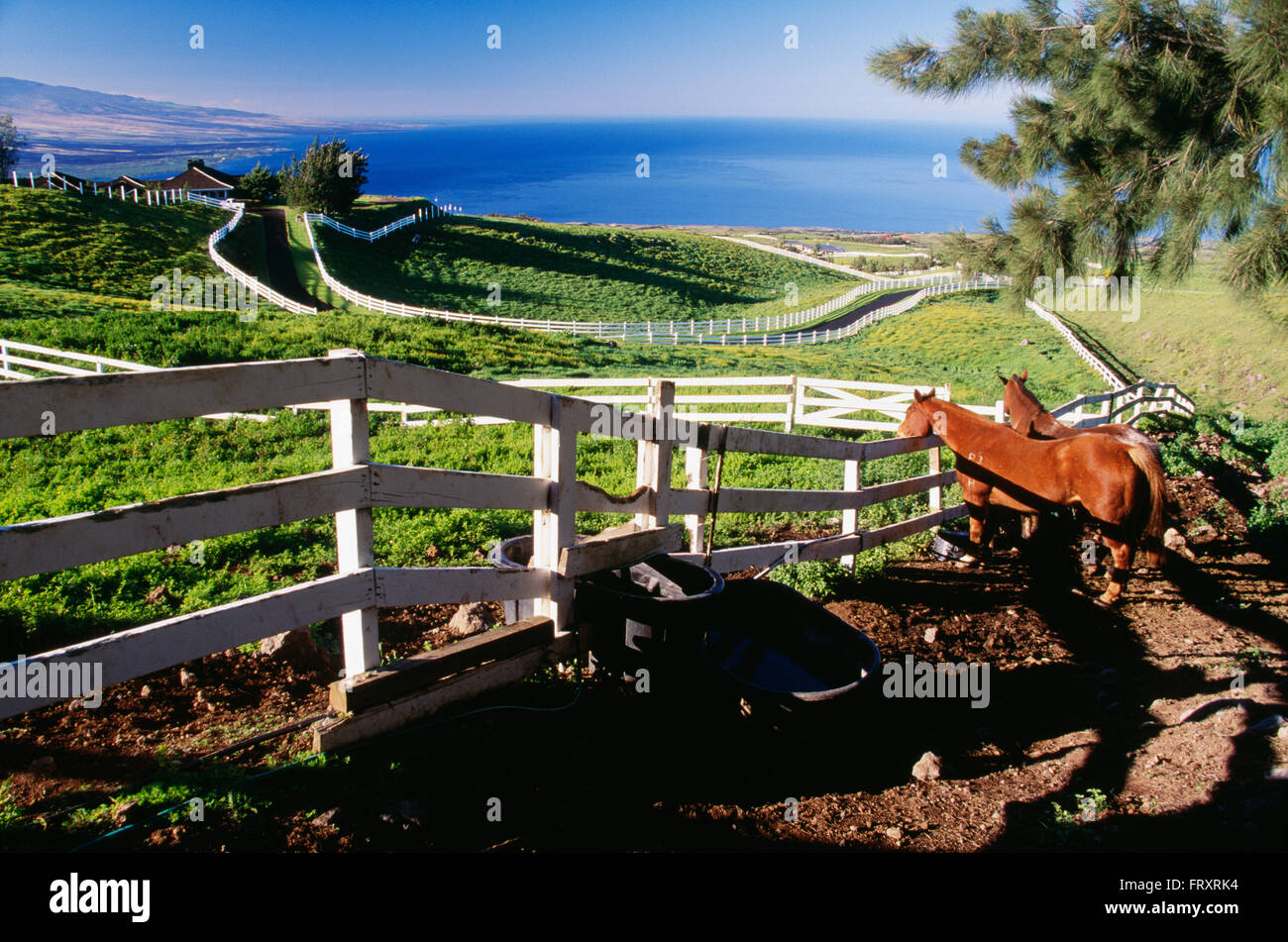 Horses and White Fence on a Ranch, Big Island, Hawaii, U.S.A Stock