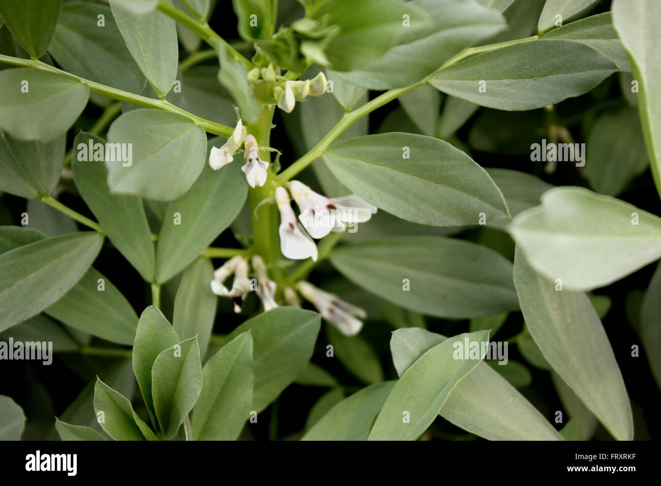 Vicia faba, Broad bean, faba bean, fava bean, cultivated herb with pinnate leaves, creamish-white flowers, pods with seeds Stock Photo