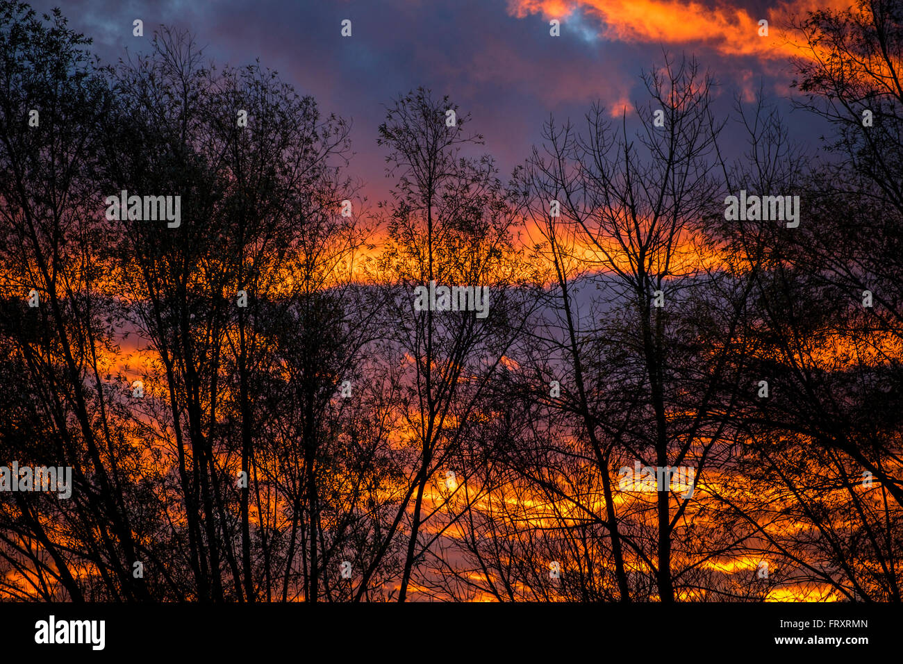 Sunrise, Silhouette of trees, Blindenmarkt, Mostviertel, Lower Austria, Austria Stock Photo