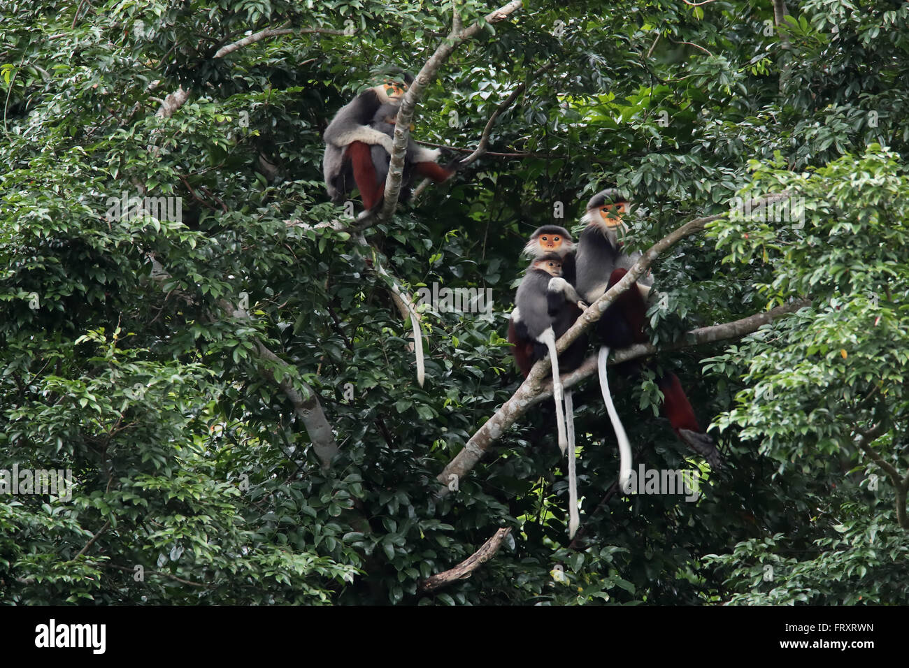 A Red-shanked Douc Langur family, Vietnam and Laos endemic primate species Stock Photo