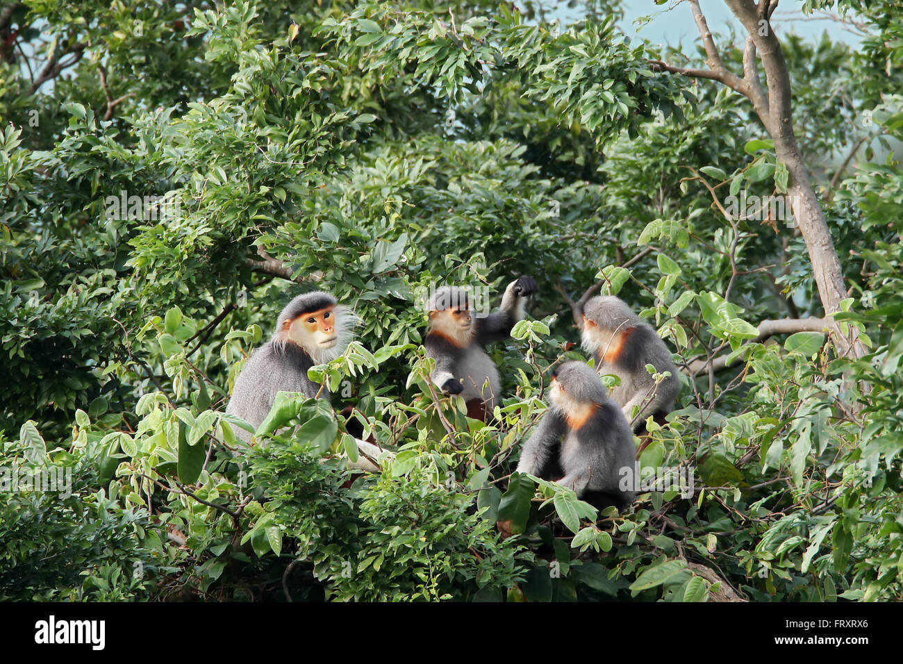A family of Red-shanked Douc Langur in Vietnam. Red-shanked Douc Langur is an endemic species of Laos and Vietnam Stock Photo