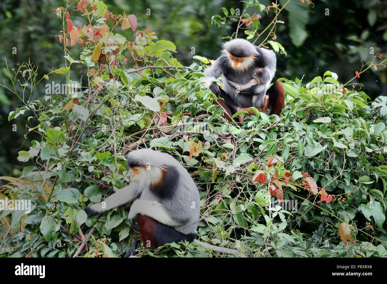 A family of Red-shanked Douc Langur with a new born langur. This species is an endemic species of Laos and Vietnam Stock Photo