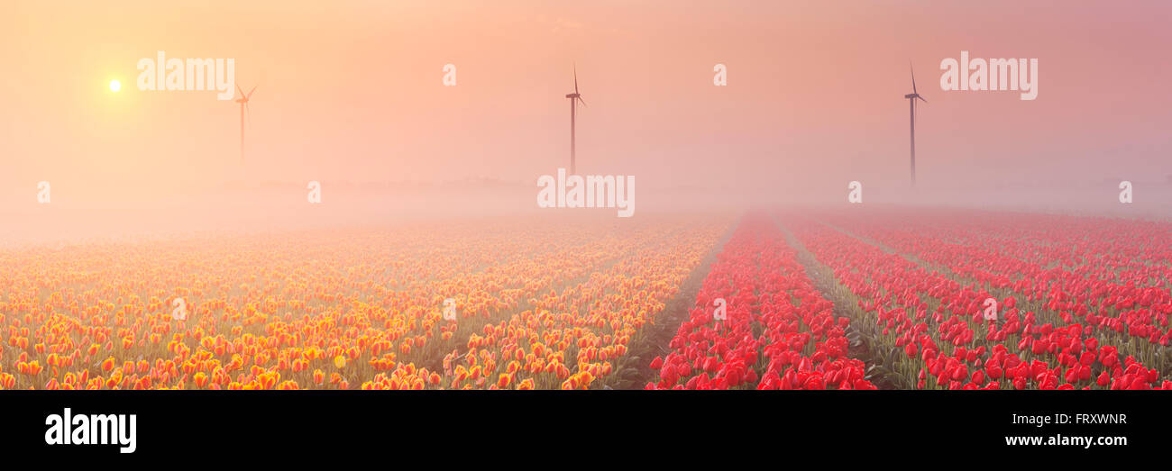 Colourful tulips in the Netherlands, photographed at sunrise on a beautiful foggy morning. Stock Photo