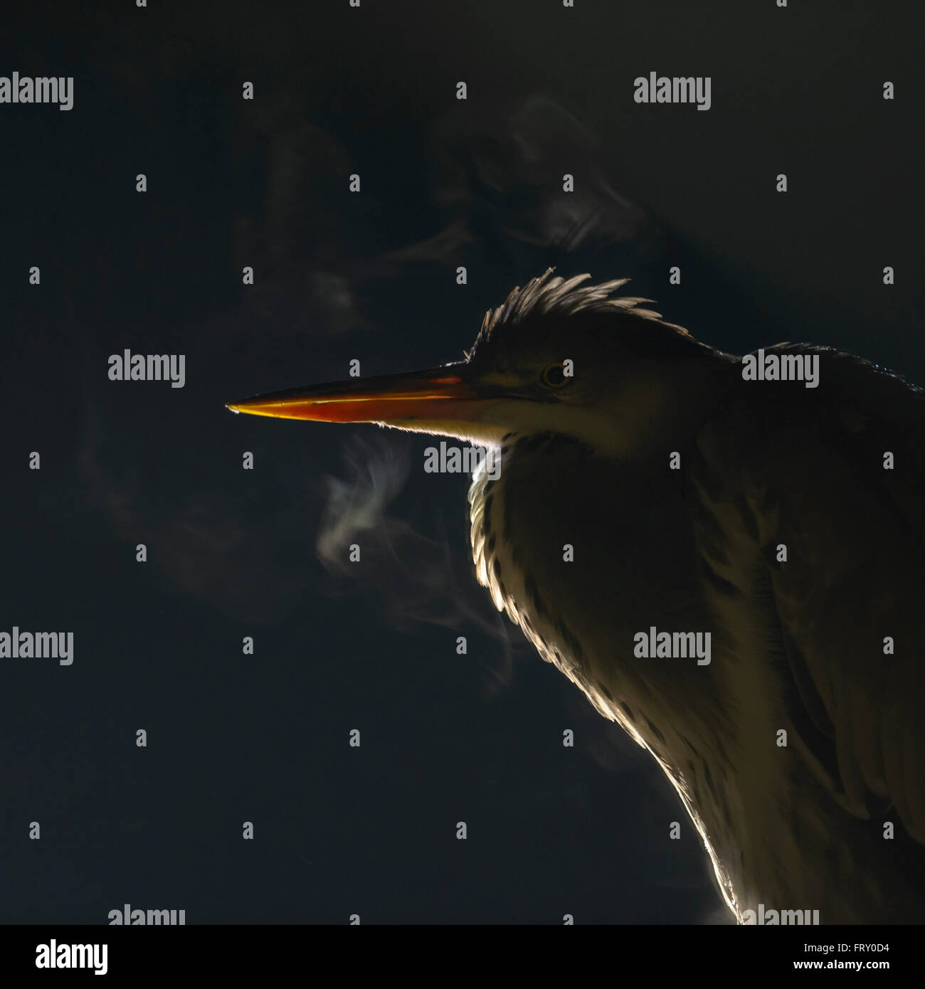 Grey heron (Ardea cinerea), portrait, breath condensation, backlit, Kiskunsag National Park, Hungary Stock Photo