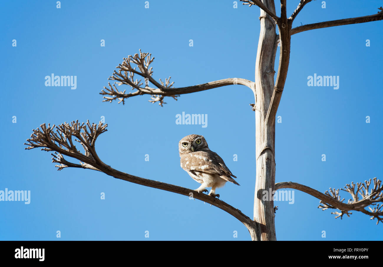 The partly diurnal Little Owl (Athene noctua), Massa National Park, south of Agadir, Southwest Morocco Stock Photo