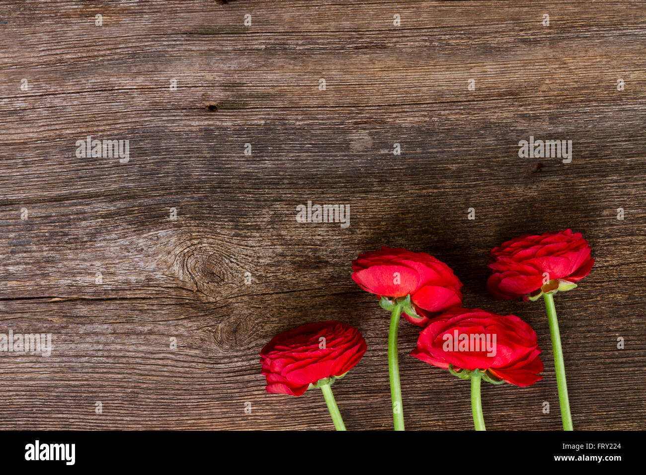 Scarlet ranunculus hi-res stock photography and images - Alamy