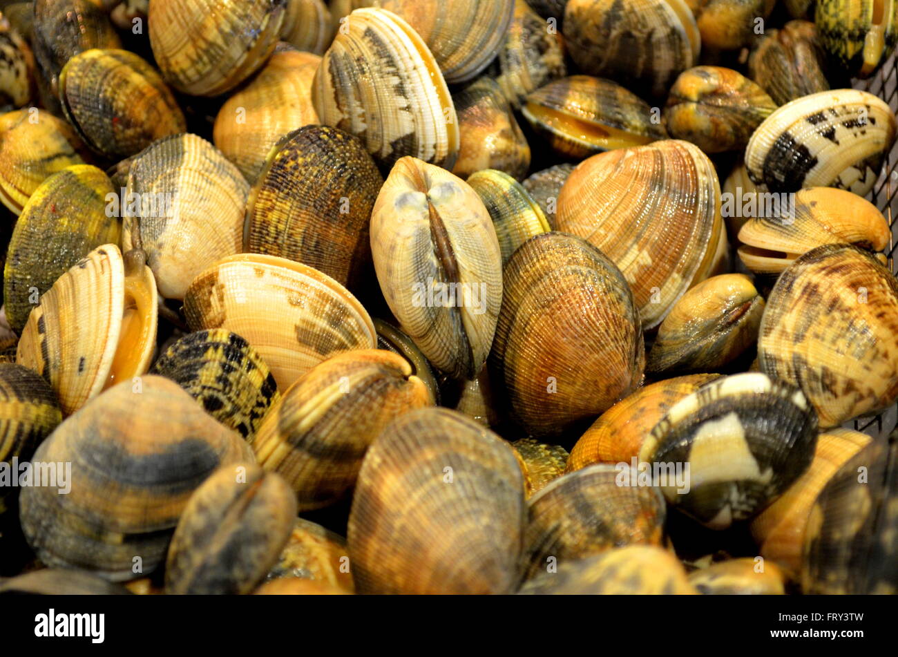 clams in a market Stock Photo