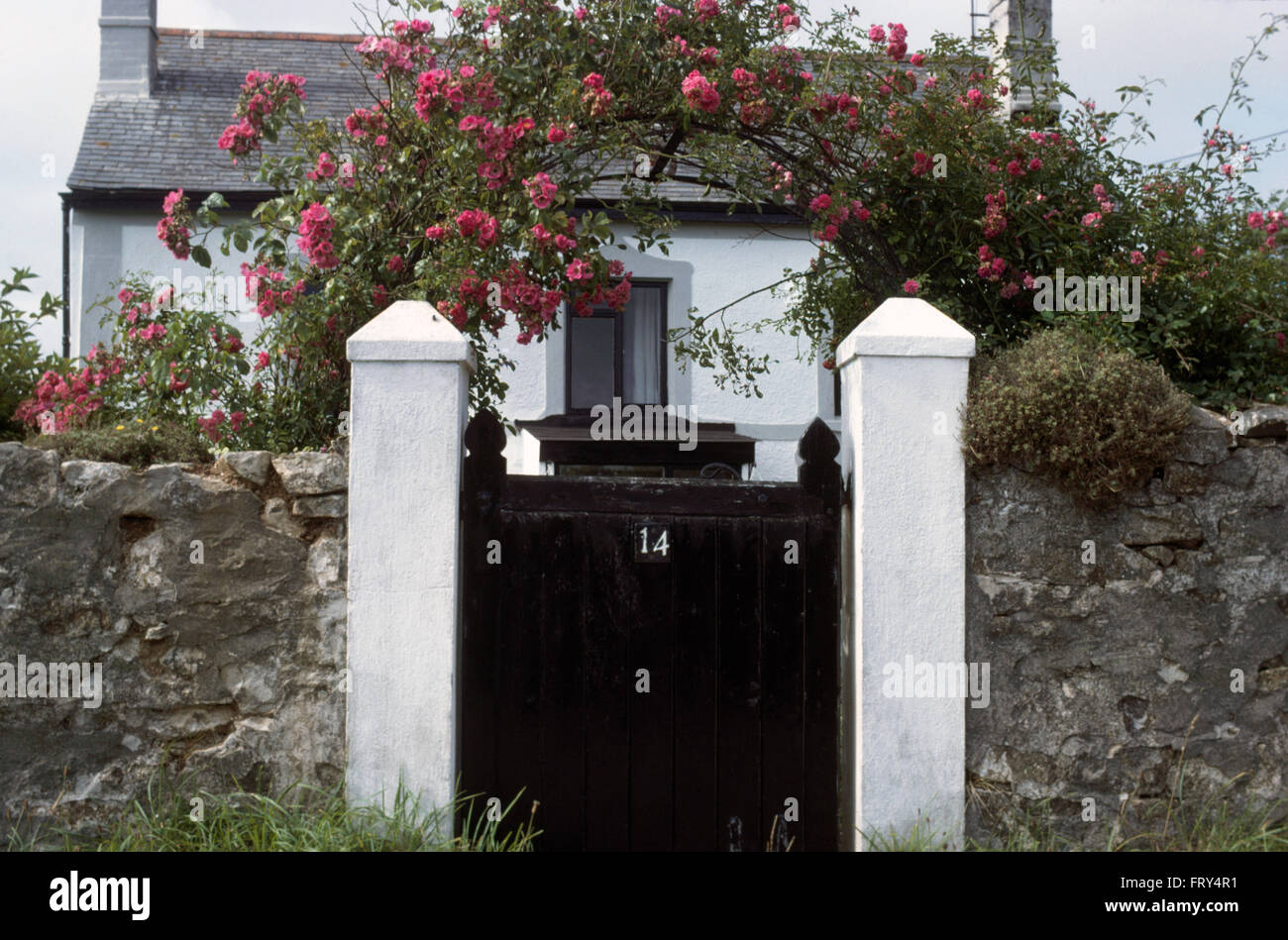 Pink climbing roses on arch above black painted wooden gate in stone ...