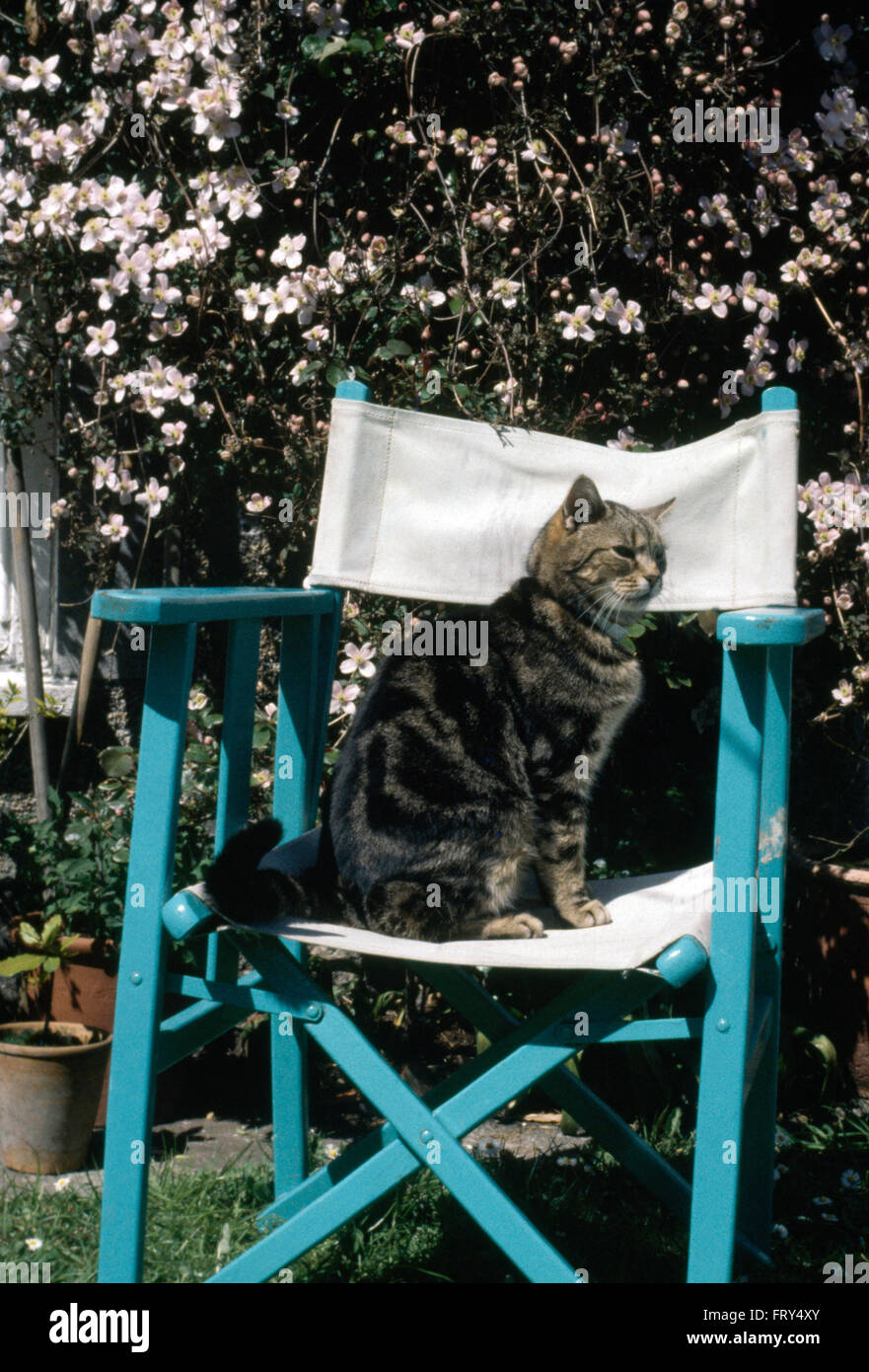 Tabby cat sitting on painted director's chair against pink clematis Stock Photo