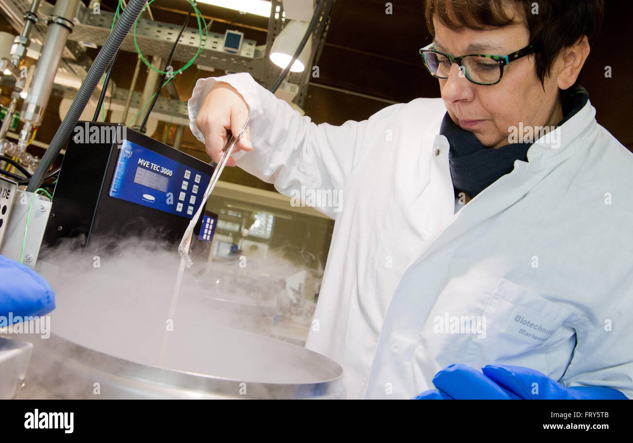 Martina Henning shows frozen sperm from livestock in the Friedrich Loeffler Institute (FLI) in Neustadt am Ruebenberge, Germany, 24 March 2016. The first national gene bank for farm animals is now open. The genetic material from endangered livestock breeds from around the country can soon be frozen here. Photo: JULIAN STRATENSCHULTE/dpa Stock Photo