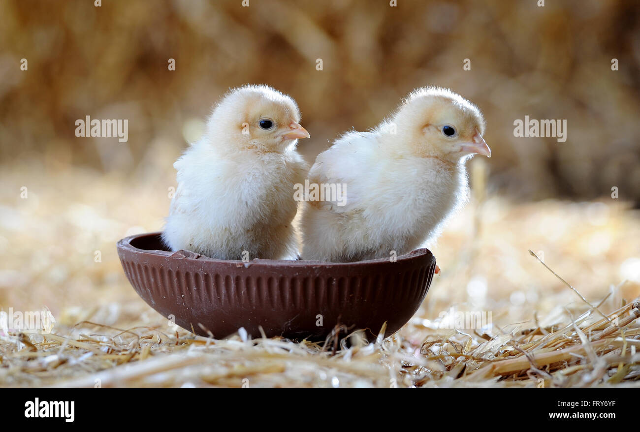 A Newly Hatched Chick Is Very Egg cited For Easter And Can t Wait To A Newly Hatched Chick Is Very Egg cited For Easter And Can t Wait To