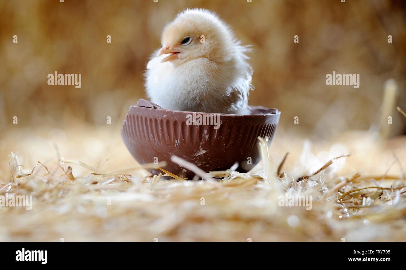 A Newly Hatched Chick Is Very Egg cited For Easter And Can t Wait To 