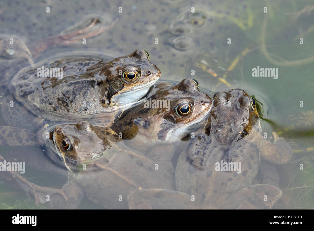 Alamy frog hires stock photography and images Alamy