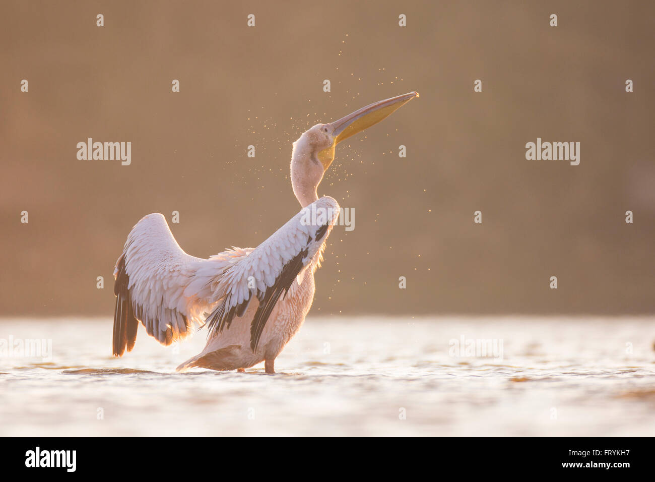Pelican in the water Photographed in Ein Afek Nature Reserve, Israel in December Stock Photo