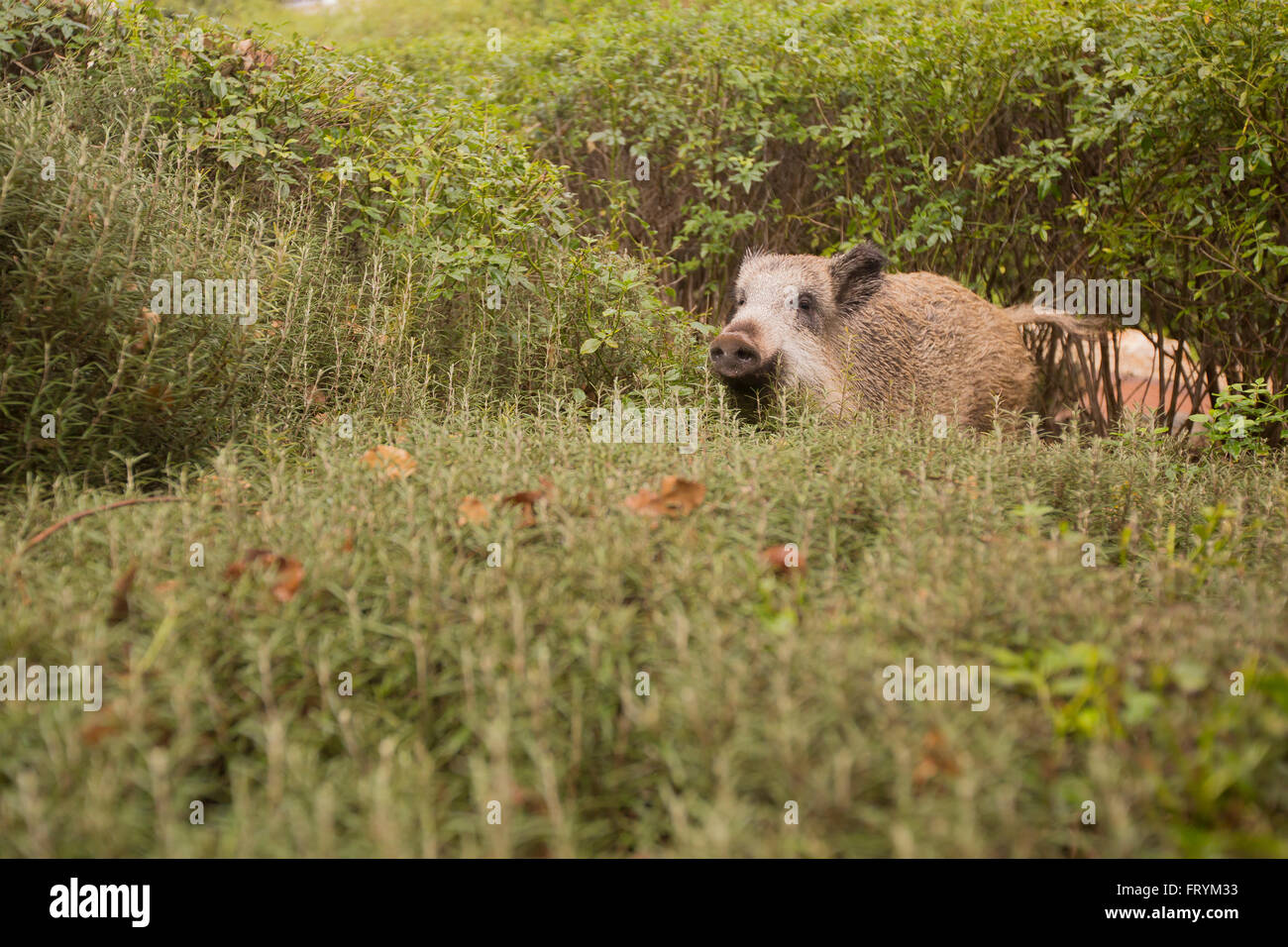 A wild boar (Sus scrofa) Photographed in Israel in January Stock Photo