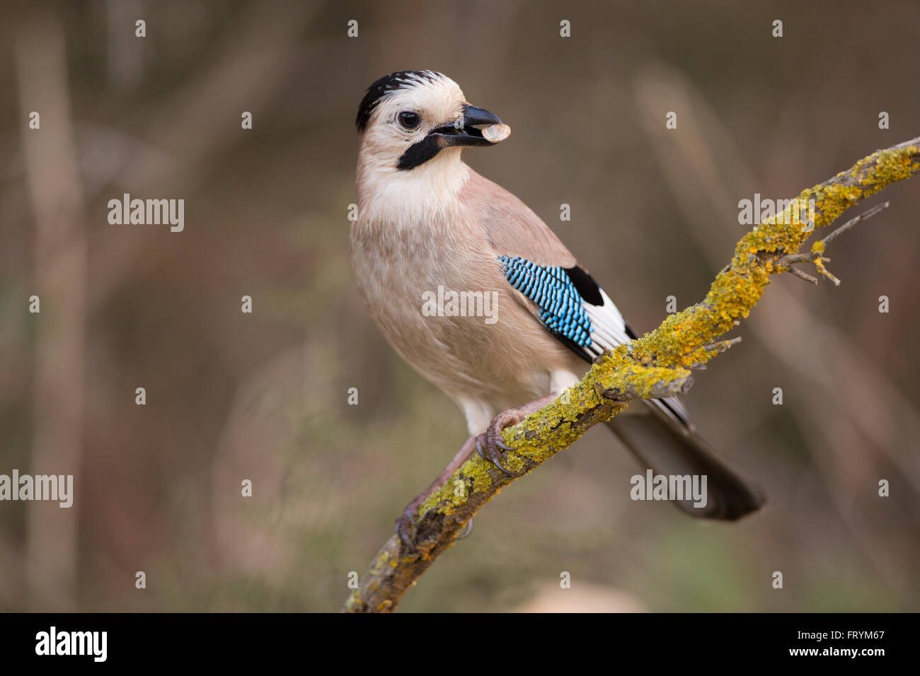 Eurasian Jay (Garrulus glandarius) perched on a branch. This bird is found throughout western Europe, northwest Africa and south Stock Photo