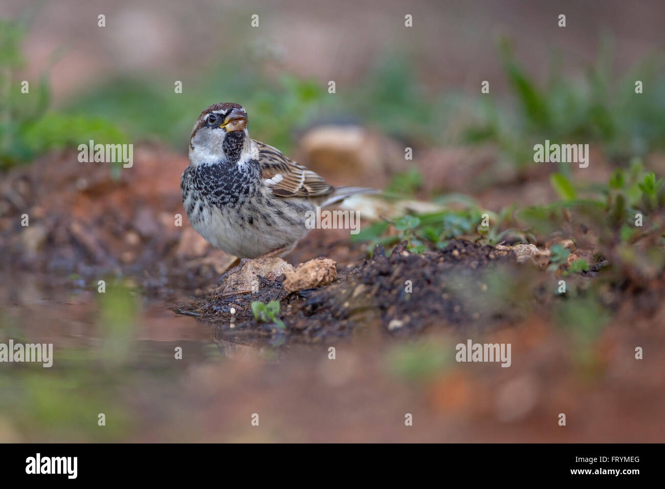 Spanish sparrow or willow sparrow (Passer hispaniolensis) is a passerine bird of the sparrow family Passeridae. It is found in t Stock Photo