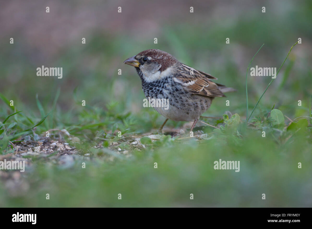Spanish sparrow or willow sparrow (Passer hispaniolensis) is a passerine bird of the sparrow family Passeridae. It is found in t Stock Photo