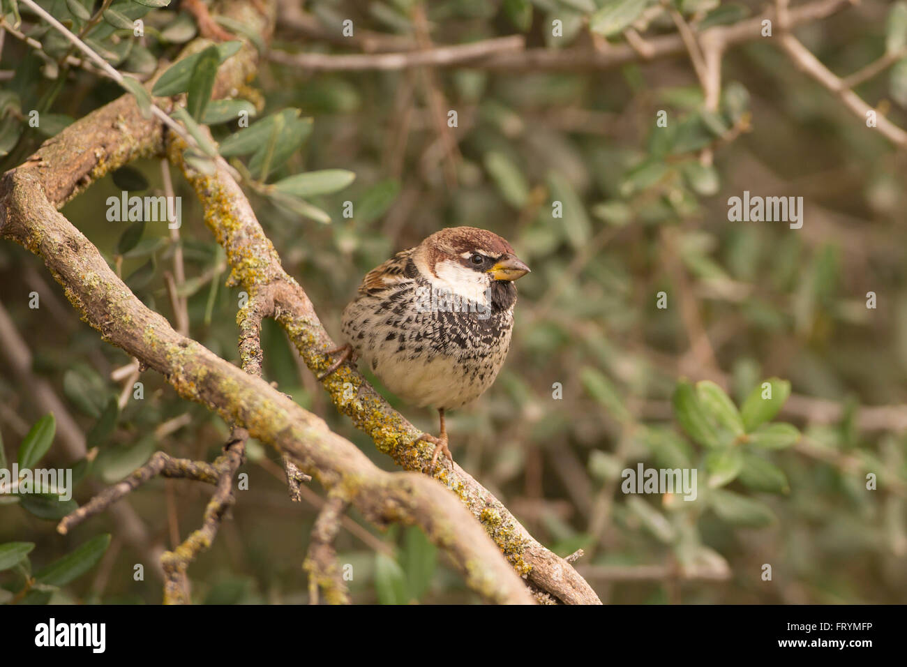 Spanish sparrow or willow sparrow (Passer hispaniolensis) is a passerine bird of the sparrow family Passeridae. It is found in t Stock Photo