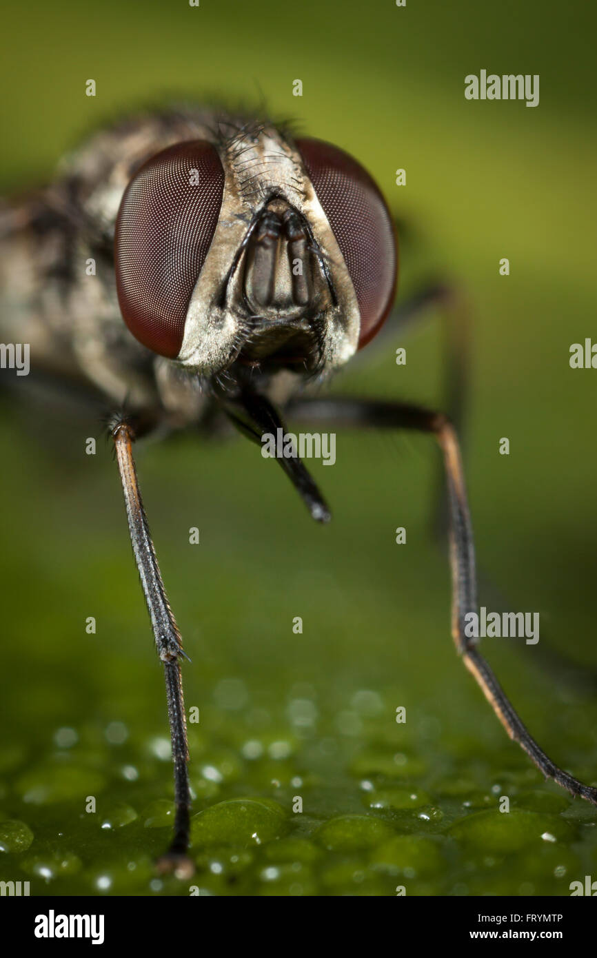 Stomoxis calcitrans, Stable fly. Stock Photo