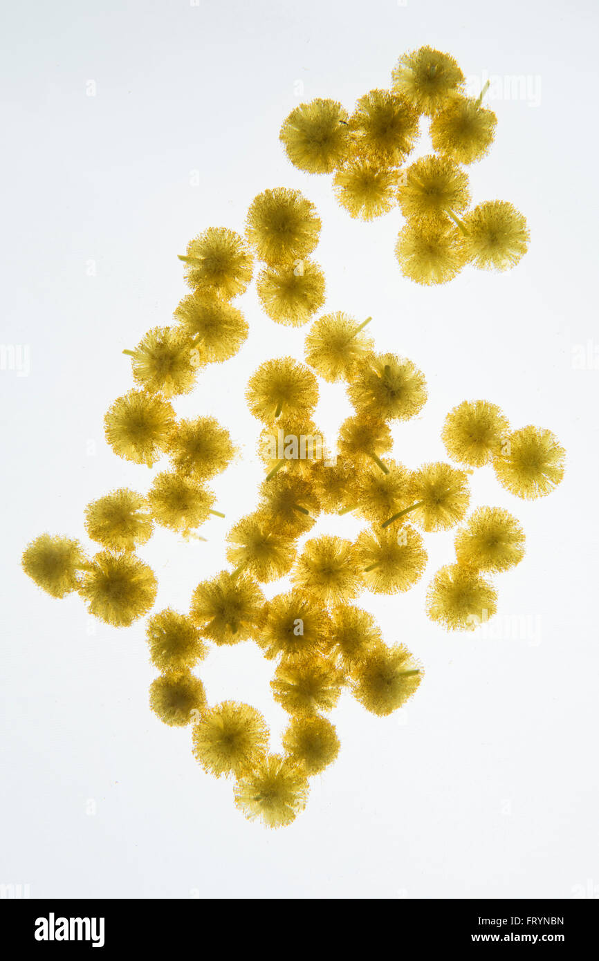 Back lit Flower petals photographed on a light box Stock Photo