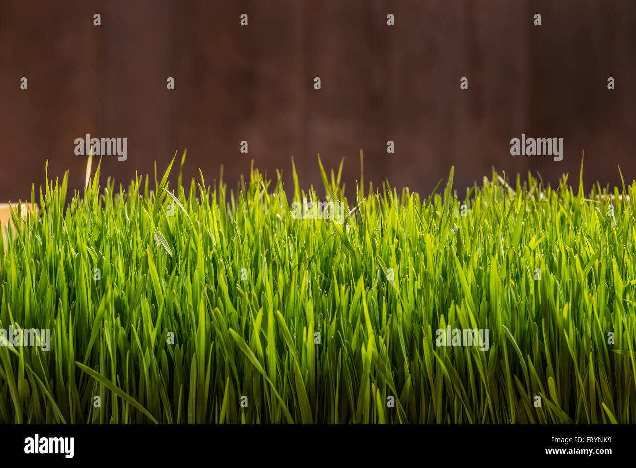 Wheat grass with space for text Stock Photo