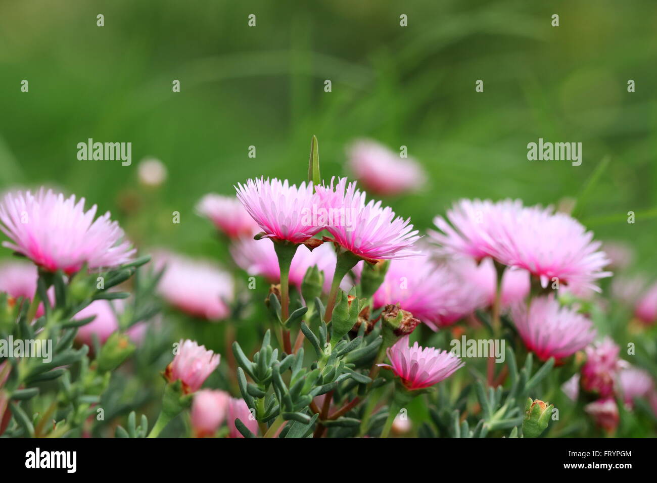 Close up of ink mesembryanthemaceae, Mesembryanthemum  or known as  Lampranthus or red Livingstone Daisies in full bloom Stock Photo