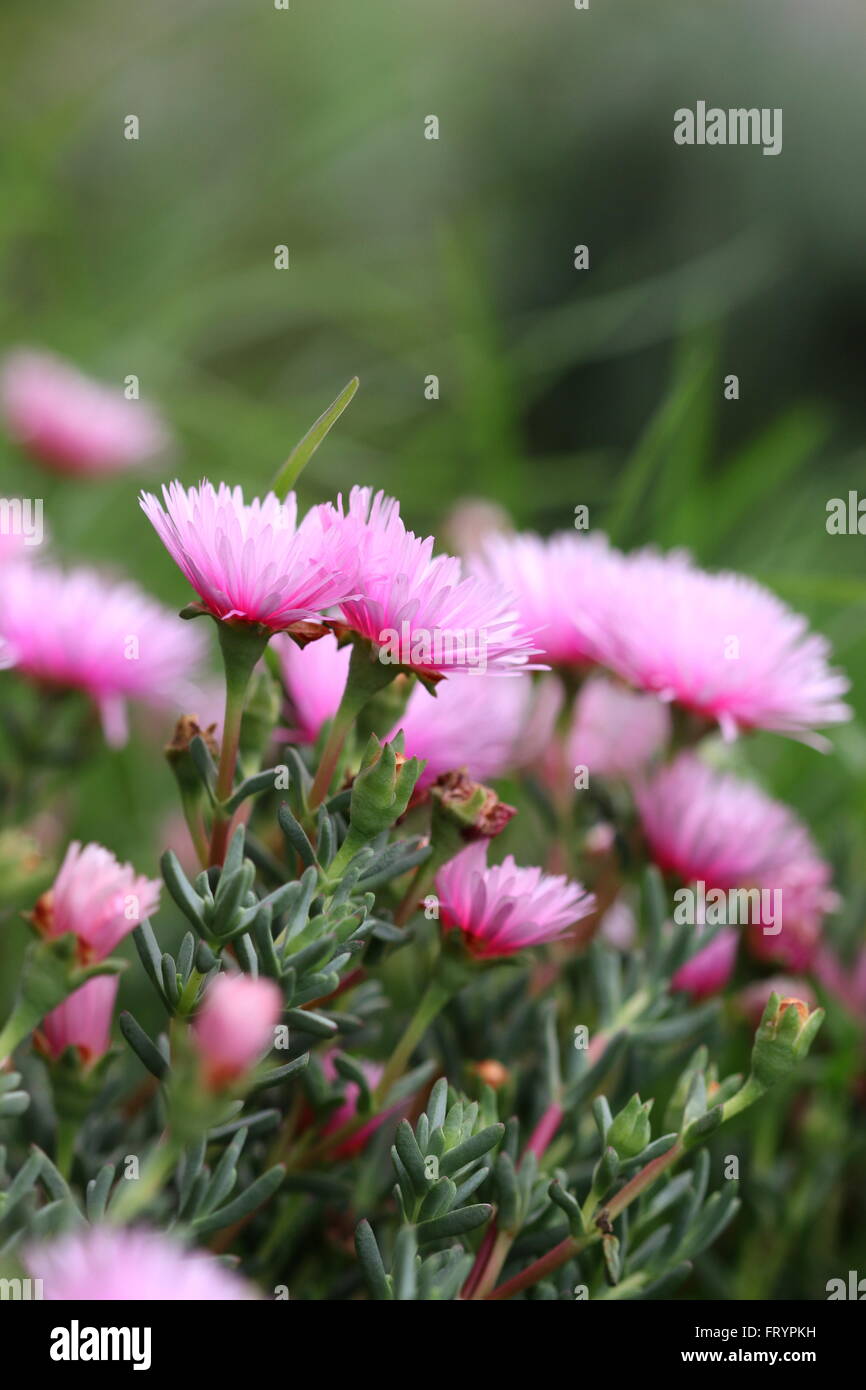 Close up of Hot Pink mesembryanthemaceae or known as  Lampranthus or red Livingstone Daisies in full bloom Stock Photo