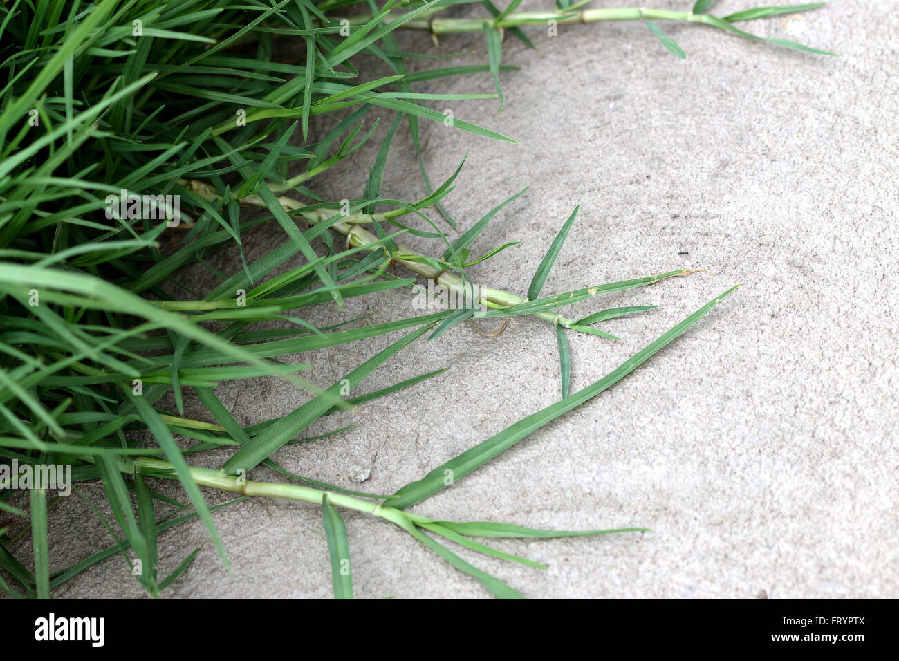 Overgrown Couch Grass growing over the concrete floor Stock Photo