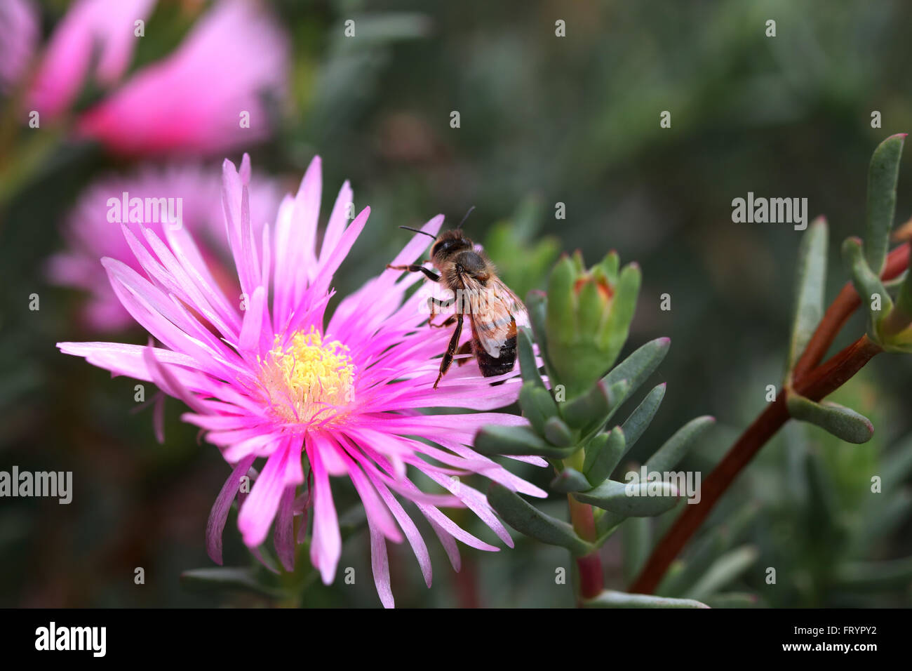 A bee landing on lampranthus mesembryanthemaceae, pigface flower Stock Photo