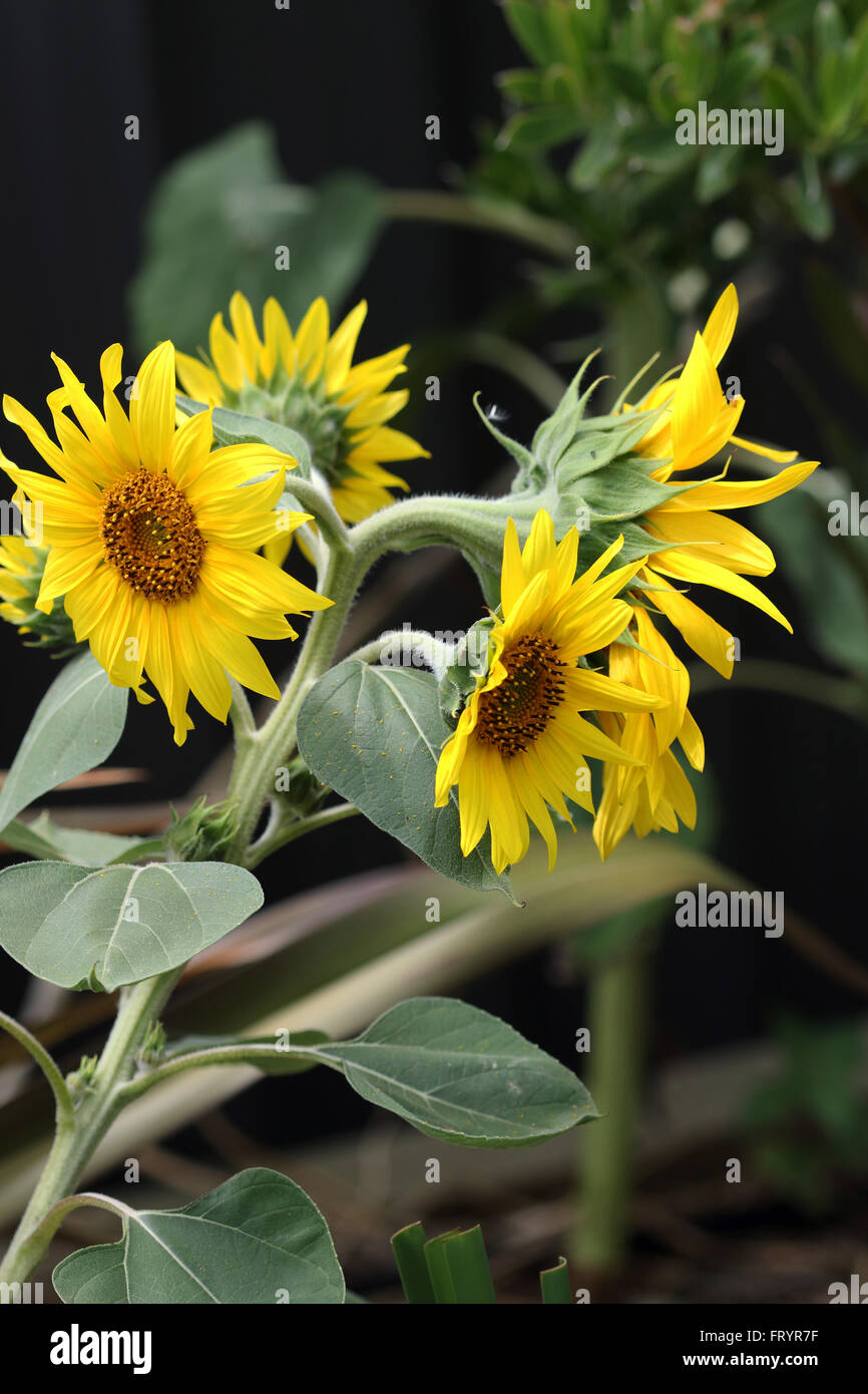 Multi head sunflowers Stock Photo Alamy